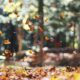 Fast Five - Edition No. 5 (Fall Edition) 5